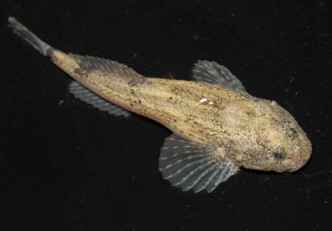 Grotto sculpin underwater