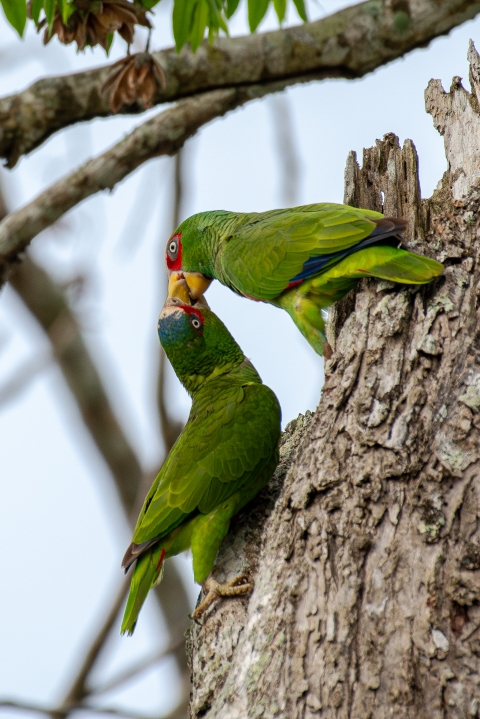 2 White-fronted amazon on a tree