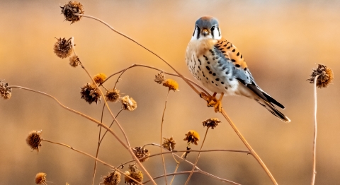 A red, blue, and white spotted bird sits on a branch. 