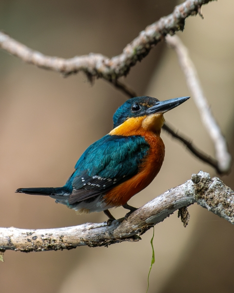 American pygmy kingfisher perched on a branch