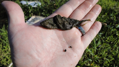 Biologist holds armored snails
