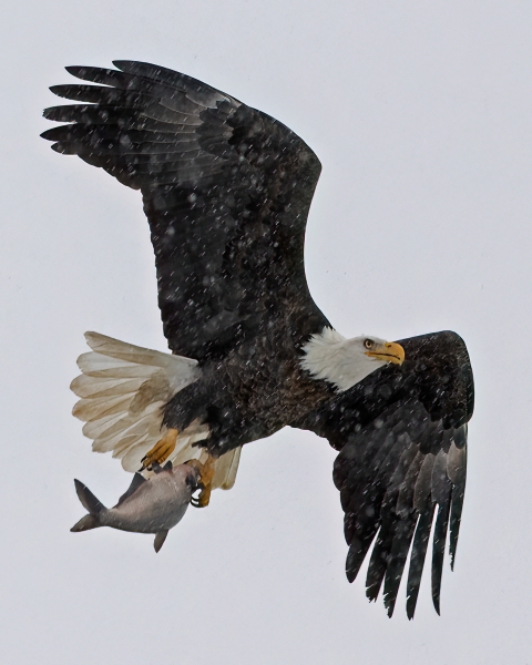 A mature bald eagle flying in the snow with a grey fish in its talons.
