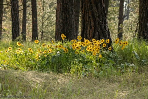 A large patch of bright yellow flowers growing next to some pine trees