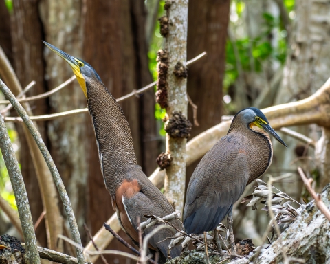 Pair of bare-throated tiger heron in a nest