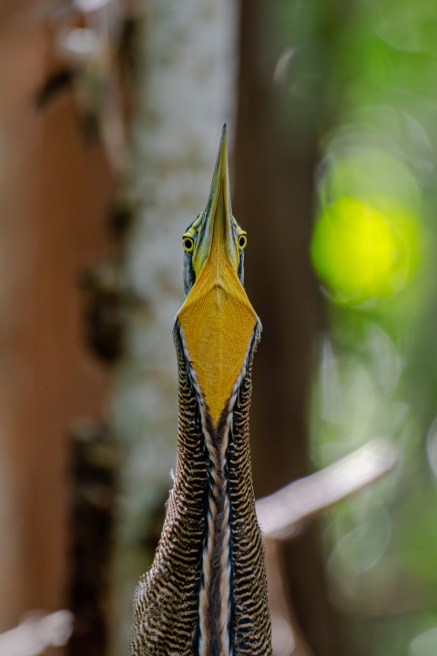 Bare-throated tiger heron