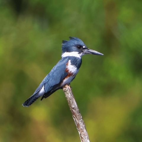 Blue-gray and white with brown stripe around the body Belted kingfisher sitting on the end of a branch.