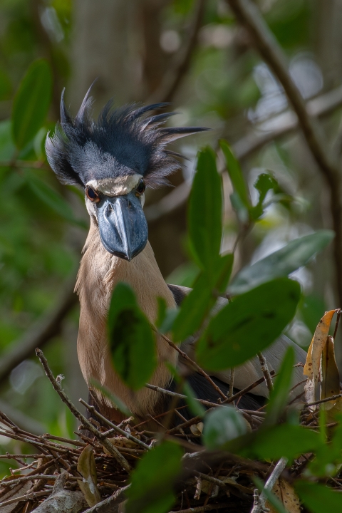 Boat-billed heron