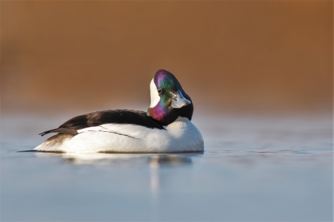 Bufflehead on the water 