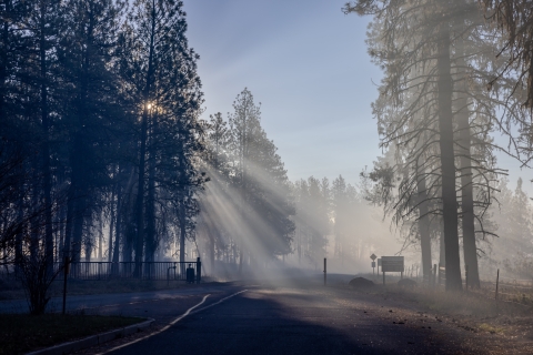 Sunrays diffuse through smoke between some trees during a prescribed fire