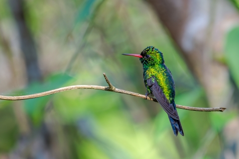 Canivet's emerald hummingbird perched on a branch