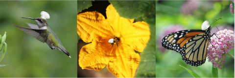 Three images grouped together. One displays a female ruby-throated hummingbird, the second is a bee on a yellow flower, and the third is a monarch butterfly on a pink flower. All three animals have tiny chef hats edited onto their heads. 