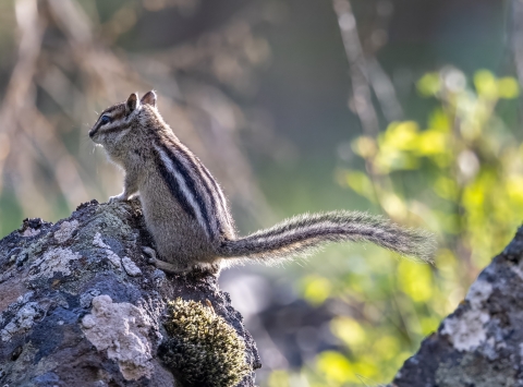 A chipmunk stands on a piece of basalt