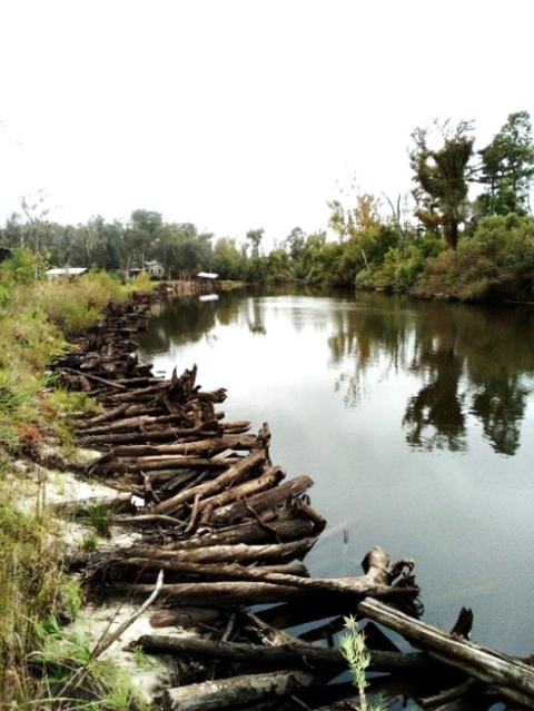 Streambank on Chipola River