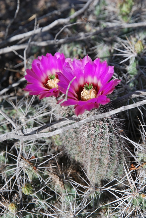 a small round cactus with many spines and large magenta flowers
