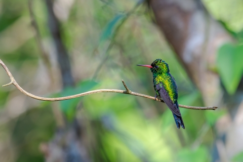 Canivet's emerald hummingbird