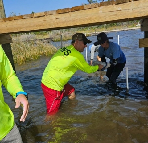 Biologist assists in installation of oyster reef