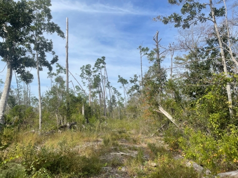 Degraded pine flatwood habitat