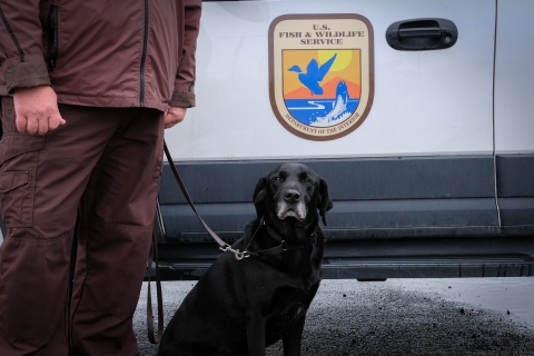 Dog sits for a photo in front of a U.S. Fish and Wildlife Service badged vehicle and a portion of the handler holding a leash in the image. 