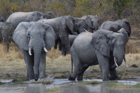 Several African elephants at a watering hole.