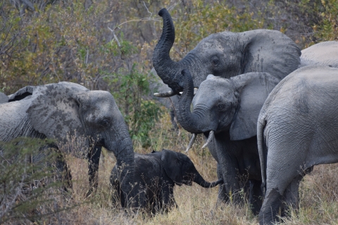 A group of African elephants in a field.