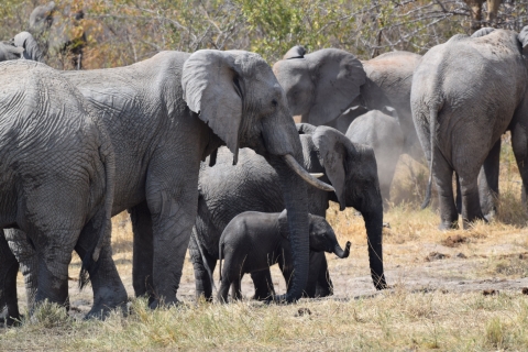 A group of elephants in the wild of Africa.