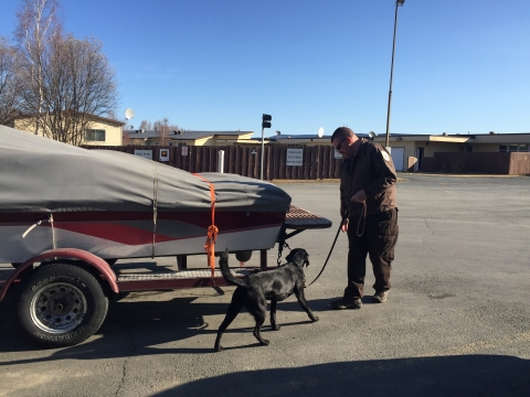 Wildlife Inspector walks with a dog on a leash around the back of a boat on a trailer at a U.S. Port of Entry at the U.S. and Canadian Border.