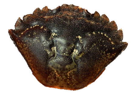Invasive green crab shell.