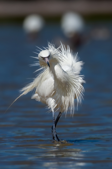 A wading bird stands in water and preens its long white ruffled feathers.