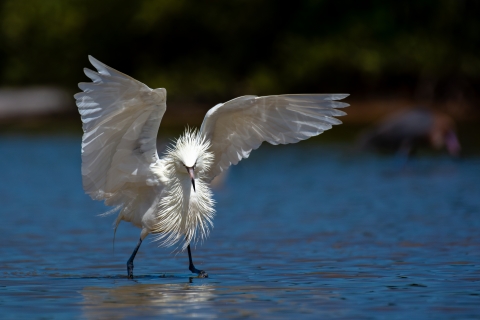 Rare white morph reddish egret with wings up as it walks in a wetland
