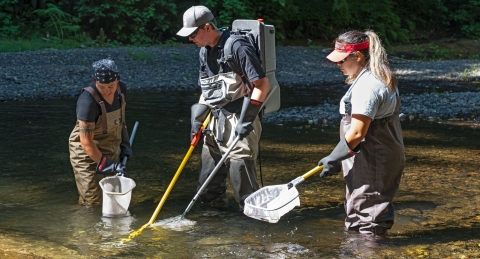 Three individuals wading in river electrofishing and netting for juvenile salmon.