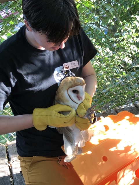 Ellie Hajduk holding a barn owl and preparing it for release. Ellie is wearing yellow gloves and a black shirt.