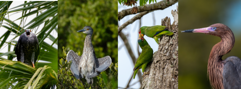 Collage of 4 different bird photographs. From left to right: Crane hawk, Yellow-crowned night heron, a pair of white-fronted amazon, and a reddish egret