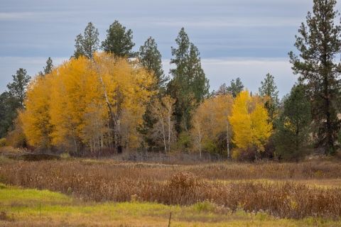 A stand of aspens displaying bright yellow fall foliage