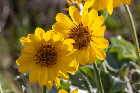 Large yellow flowers