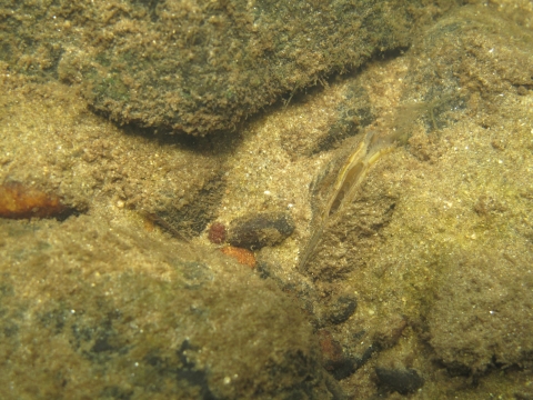 A mussel at the bottom of a stream