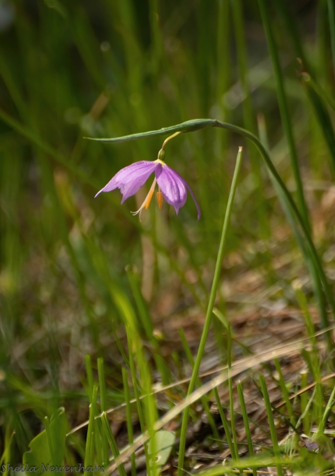A small purple flower blooming in a grassy field