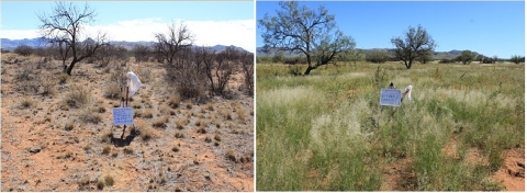 side by side pictures showing grassland improvement. the left picture shows a desert type of area and the right picture shows the same area with grasses