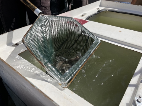 A close-up of a fish net with slightly obscured fish in the net as it is pulled out of a tank of water.