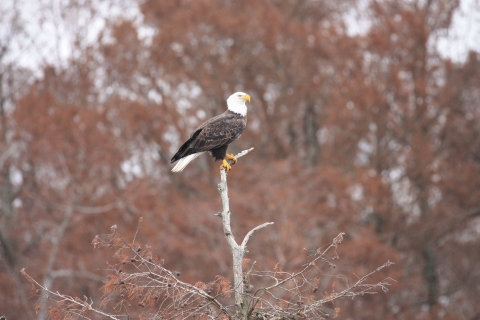 Bald Eagle on Reelfoot Lake 2
