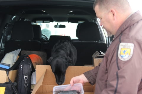 A dog sits in an SUV trunk with the door open as he smells a box with whale baleen in it held by his Wildlife Inspector handler. 