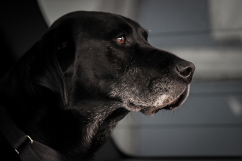 Close up of a black dog with a background out of focus. Dog is looking to the side with a black collar on. The dog has a white outline of hair around his upper lips that extend slightly down his neck. 