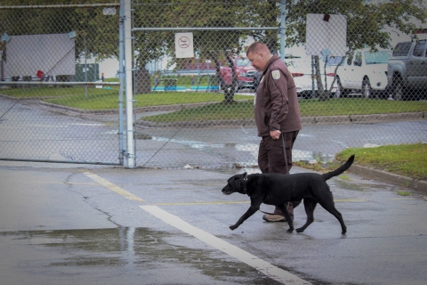 A dog and his handler walk side by side on a wet paved area with a patch of grass with a curb border. A chain link fence in the background with a parking lot of vehicles behind it. 