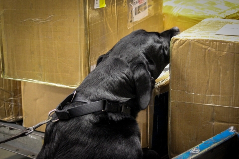A dog puts his snout on a box to signal to his handler which box he detects the wildlife scent in.