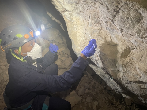 Biologist scabbing for white nose syndrome in a cave in New Mexico