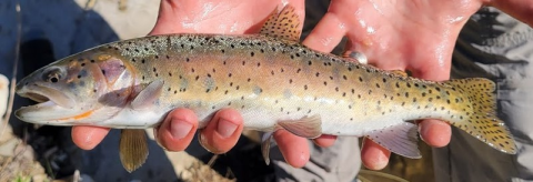 A close up of a Lahontan cutthroat trout, a fish with a gold body, dark spots and a faint red stripe.