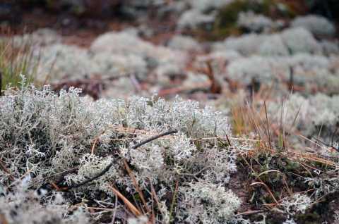 White and green lichen, a favorite food of caribou.