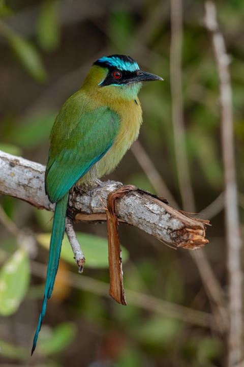 Lesson's motmot perched on a branch
