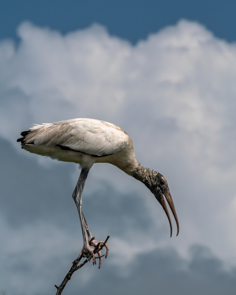 Wood stork perched on a branch with a sky background