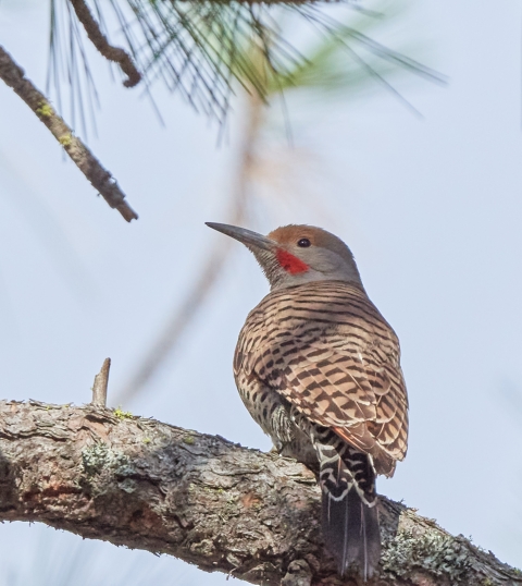 A northern flicker perched on the branch of a pine tree