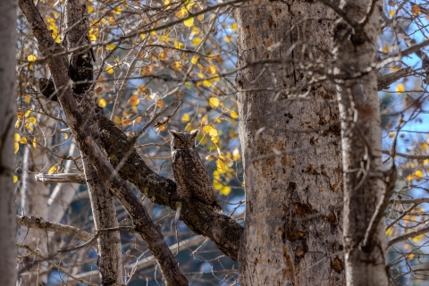 A great horned owl sitting well camouflaged in a tree